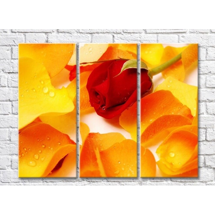 Pictură Rainbow Orange petals and red rose (500490)