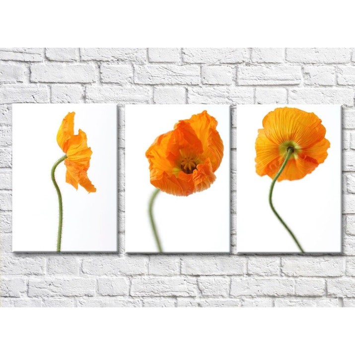 Pictură Rainbow Orange poppies on white background (500493)