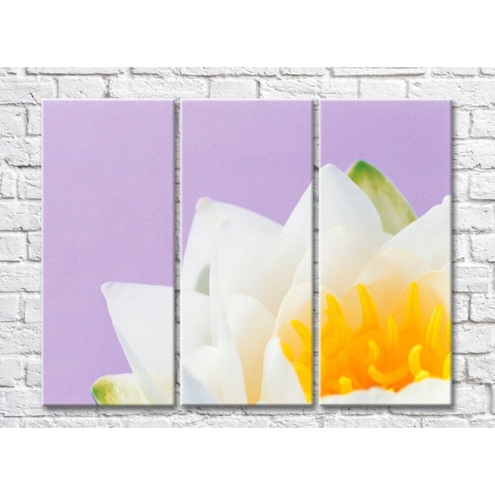 Pictură Rainbow Orange water lily core and white petals (500484)