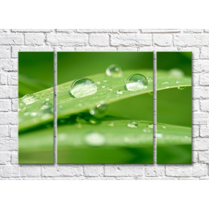Картина Rainbow Plant leaves with dew drops on a green background (500433)