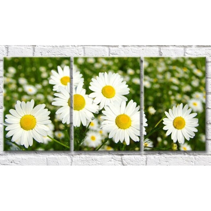 Pictură Gallerix Camomiles on a variegated background of a flower field (500623)
