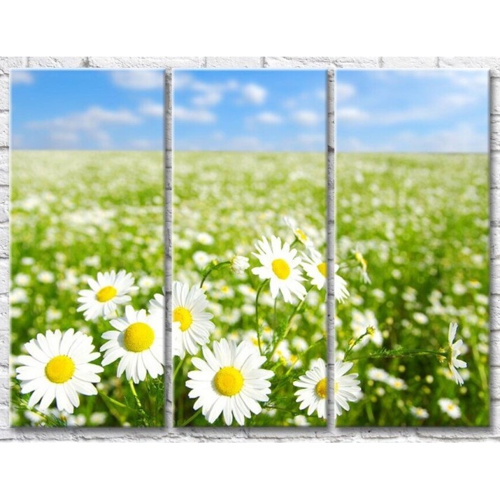 Pictură Gallerix Chamomile field against the blue sky (500632)