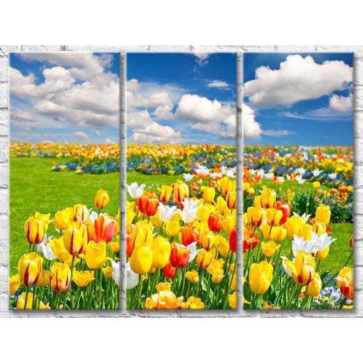 Pictură Gallerix Fields of multicolored tulips against the sky with clouds (500535)