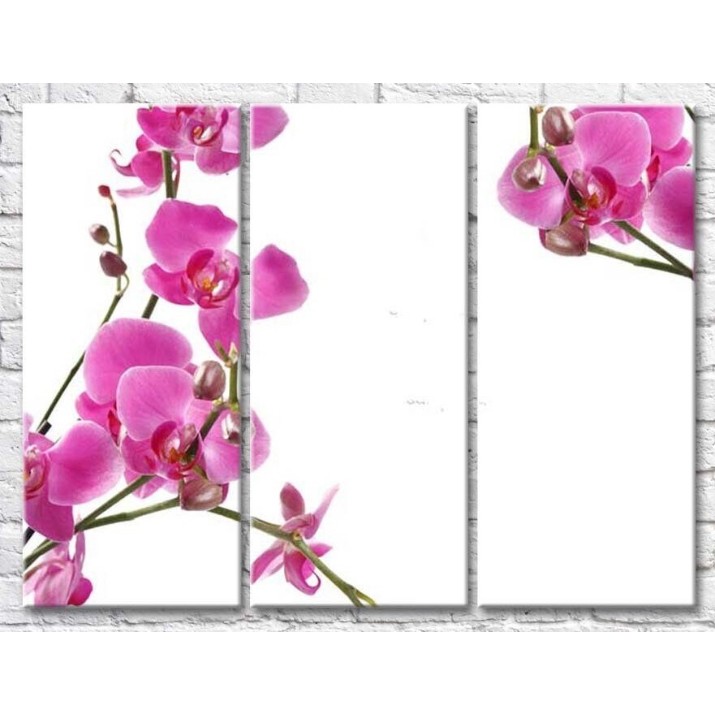 Картина Gallerix Fragile twigs of orchids with flowers and buds (500765)