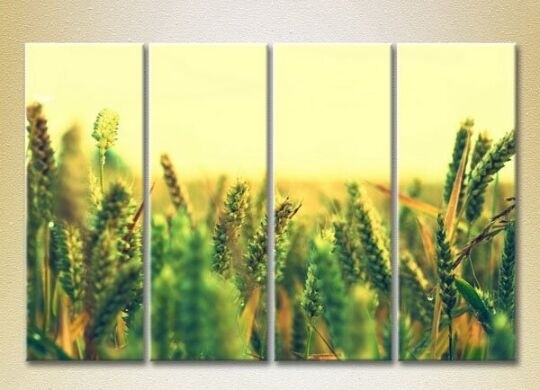 Картина Rainbow Polyptych Wheat Field (2932340)