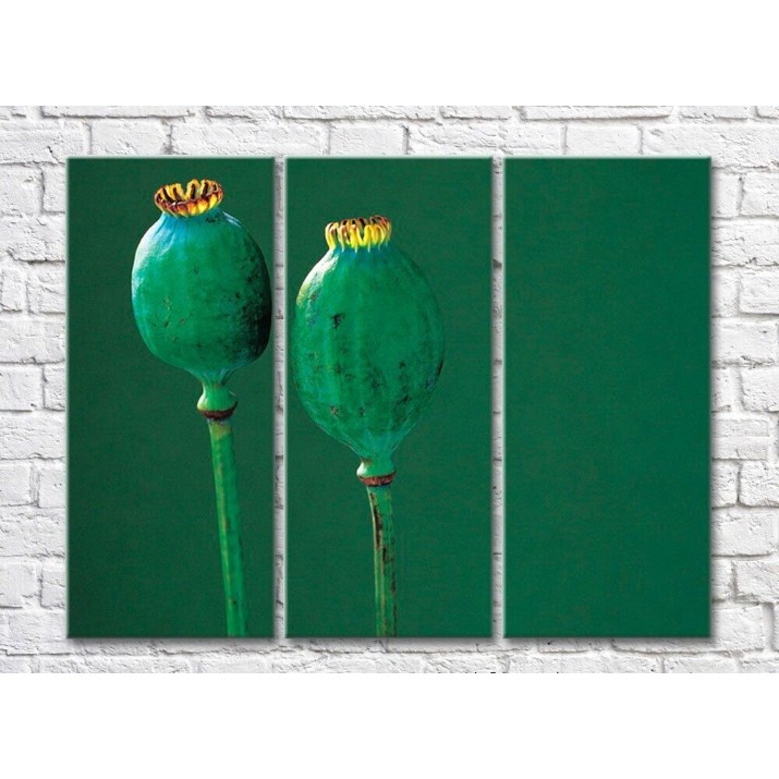 Картина Rainbow Poppy boxes on an emerald background (500442)