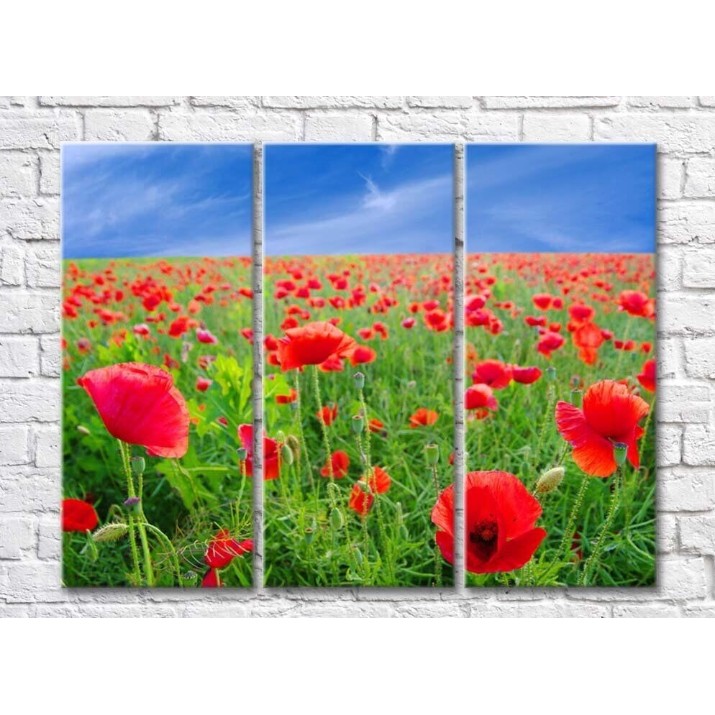 Картина Rainbow Poppy open spaces against the sky (500443)