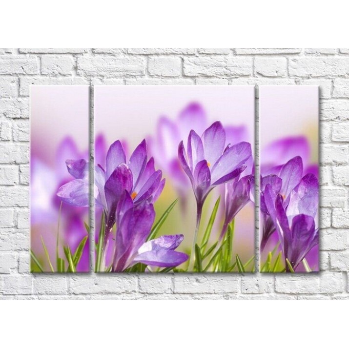 Pictură Rainbow Purple Crocus Field (3448909)