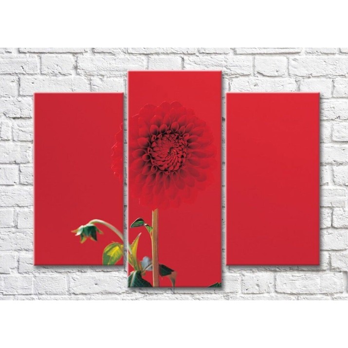 Pictură Rainbow Red dahlia flower on a red background (500365)