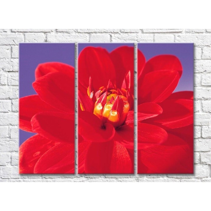 Картина Rainbow Red dahlia on a lilac background (500364)