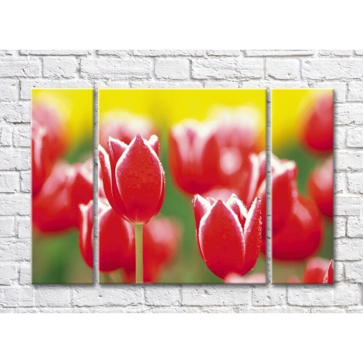 Pictură Rainbow Red tulips on yellow green background (500354)