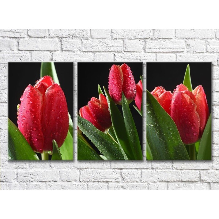 Картина Rainbow Red tulips with dew drops on a black background (500357)