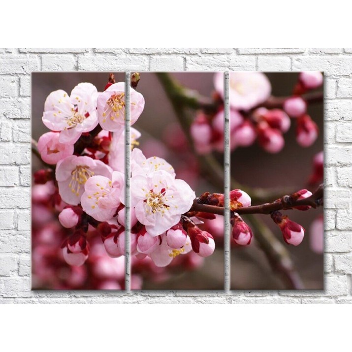 Pictură Rainbow Sakura flowers and buds on branches (500828)