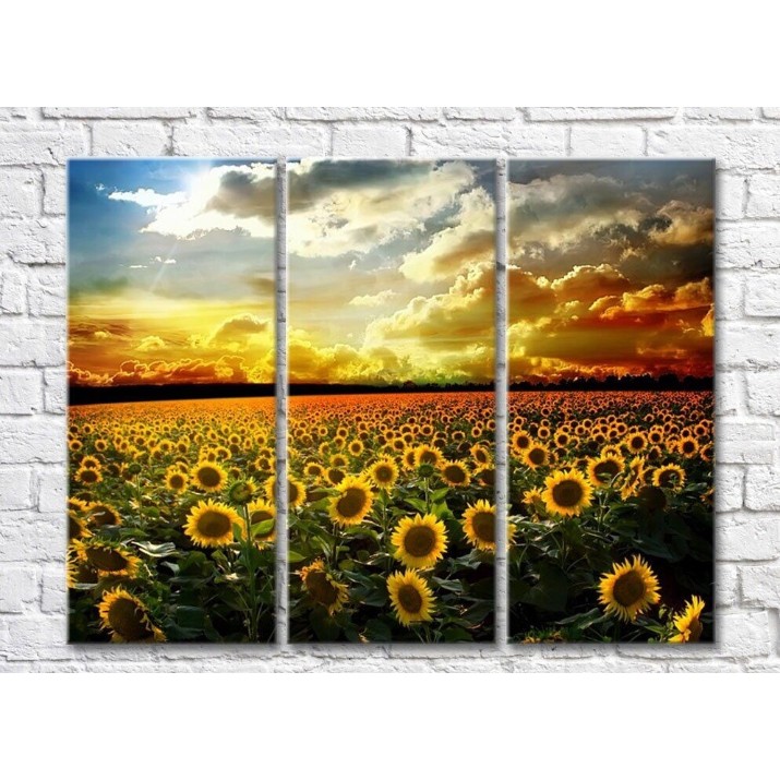 Картина Rainbow Sunflower field at dawn (500528)