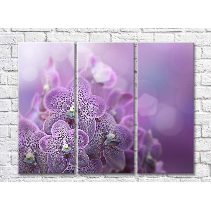 Pictură Rainbow Variegated orchids on a purple background (500519)