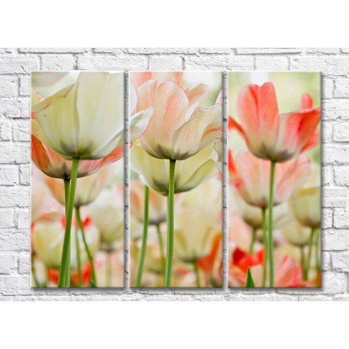 Pictură Rainbow Variegated white pink tulips (500516)