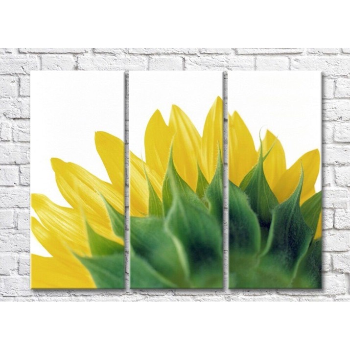 Картина Rainbow Yellow and green sunflower petals (500284)