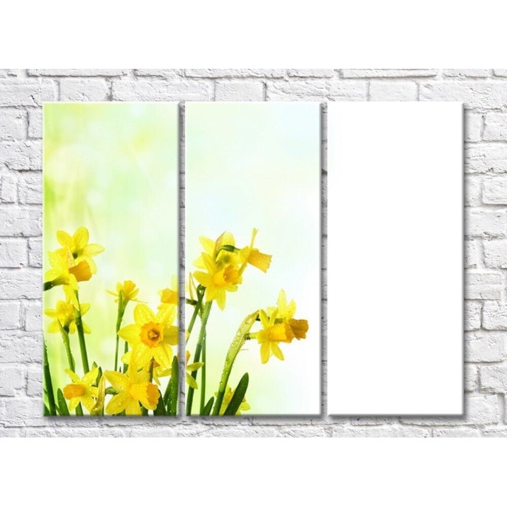 Картина Rainbow Yellow daffodils on a white background (500289)