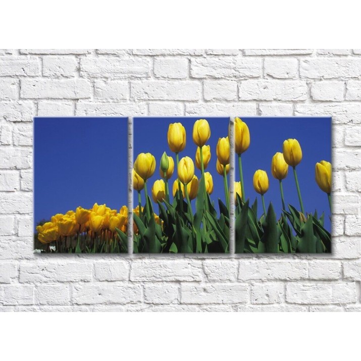 Pictură Rainbow Yellow tulip flowers against the sky (500819)