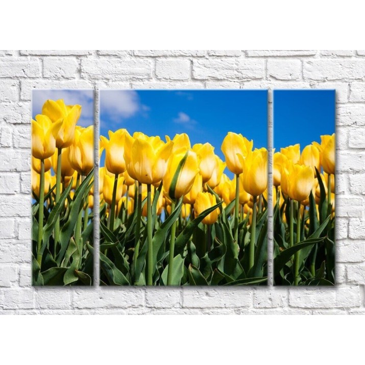Картина Rainbow Yellow tulips against the sky (500296)