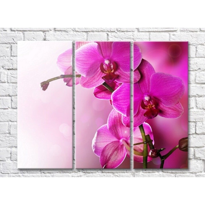 Картина Gallerix Lush branch of pink orchid (500543)