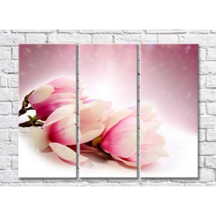 Pictură Gallerix Pink magnolia on a white background (3448910)