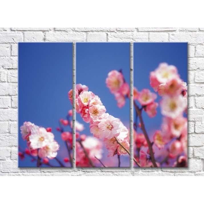 Pictură Gallerix Pink sakura flowers against a blue sky (500601)
