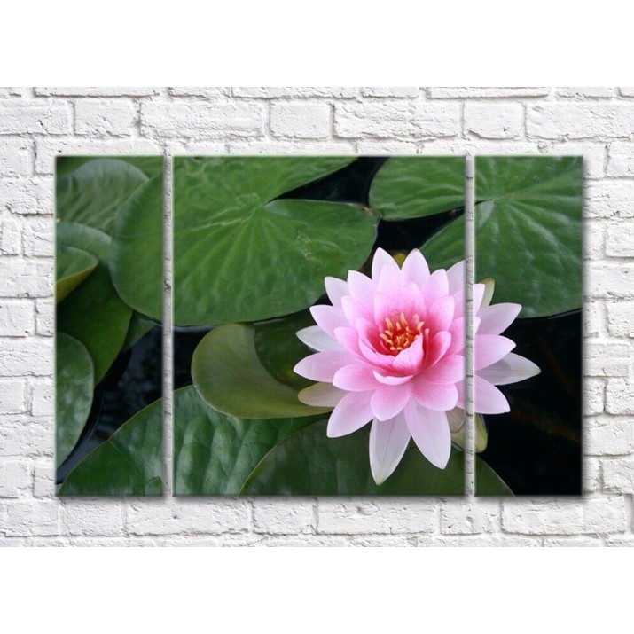 Pictură Gallerix Pink water lily on the water against a background of leaves (500571)