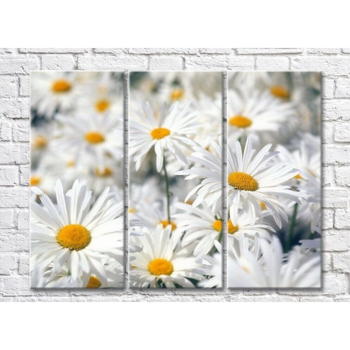 Pictură Gallerix Triptych of daisies (500712)