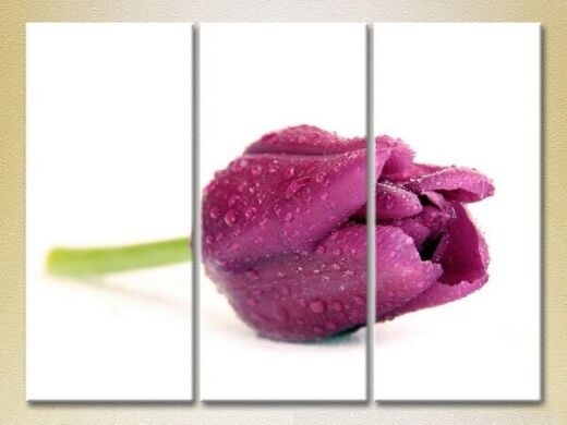 Картина Gallerix Triptych Purple Tulip 01 (2699448)