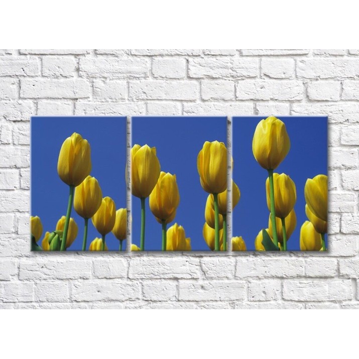 Картина Gallerix Yellow tulip flowers against the sky (500769)