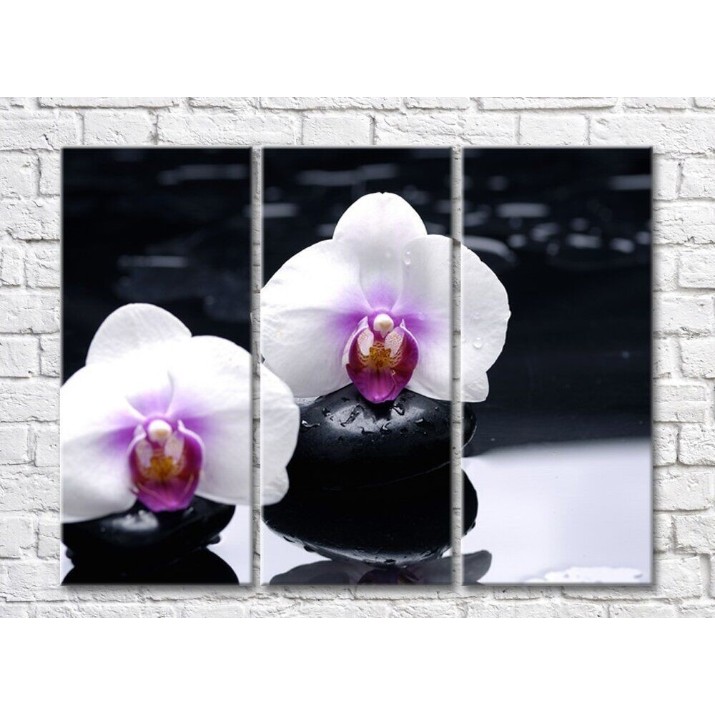 Pictură Magic Color Two white orchid flowers on wet black stones (500252)