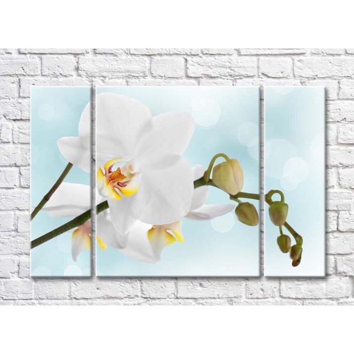 Pictură Magic Color White orchid branch with buds on a Blue background (500181)