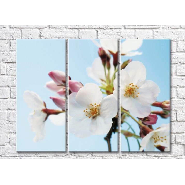 Картина Magic Color White Sakura flowers on a Blue background (500087)