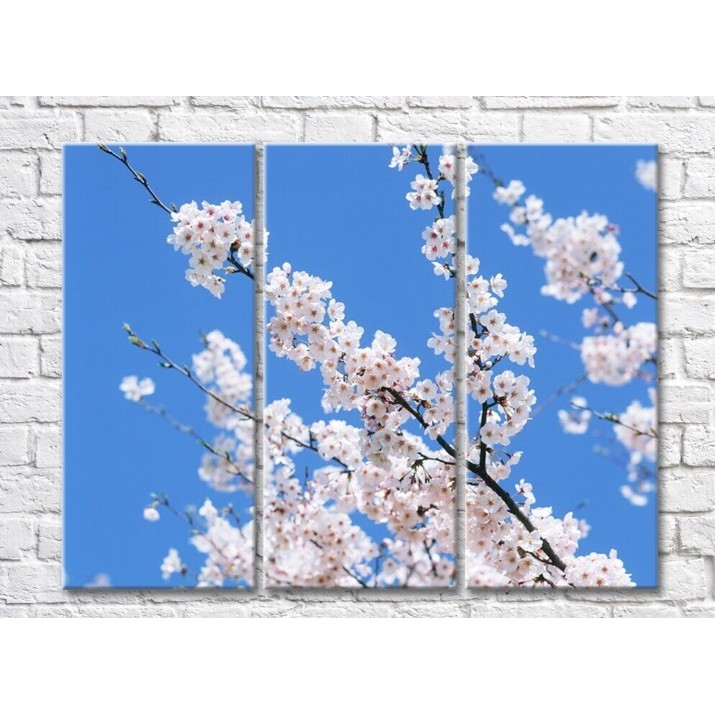Картина Magic Color White Sakura flowers on a Blue sky background (500086)