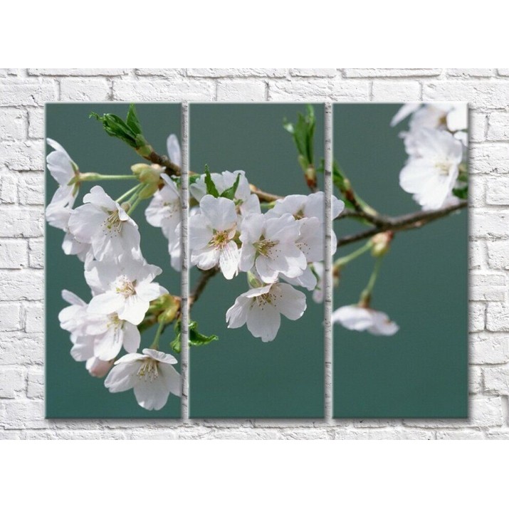 Pictură Magic Color White Sakura flowers on an Emerald background (500088)