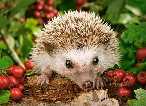 Puzzle Castorland 100 Hedgehog With Berries (B-111145)