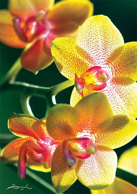 Пазл Trefl 1000 Orchidea (10503)