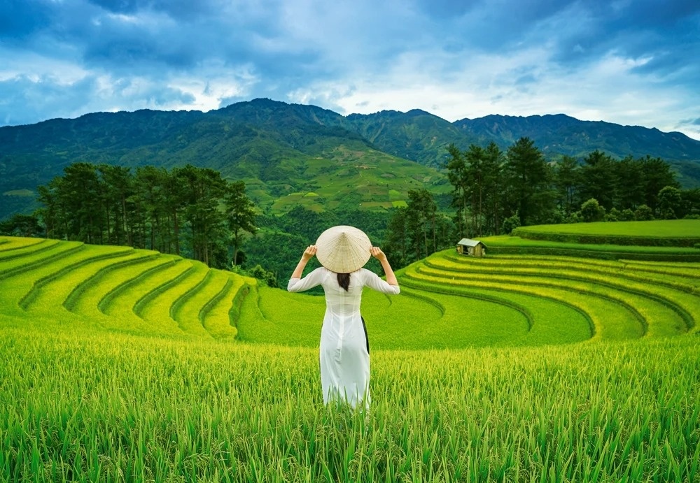 Puzzle Castorland 1000 Rice Fields In Vietnam (C-105052)