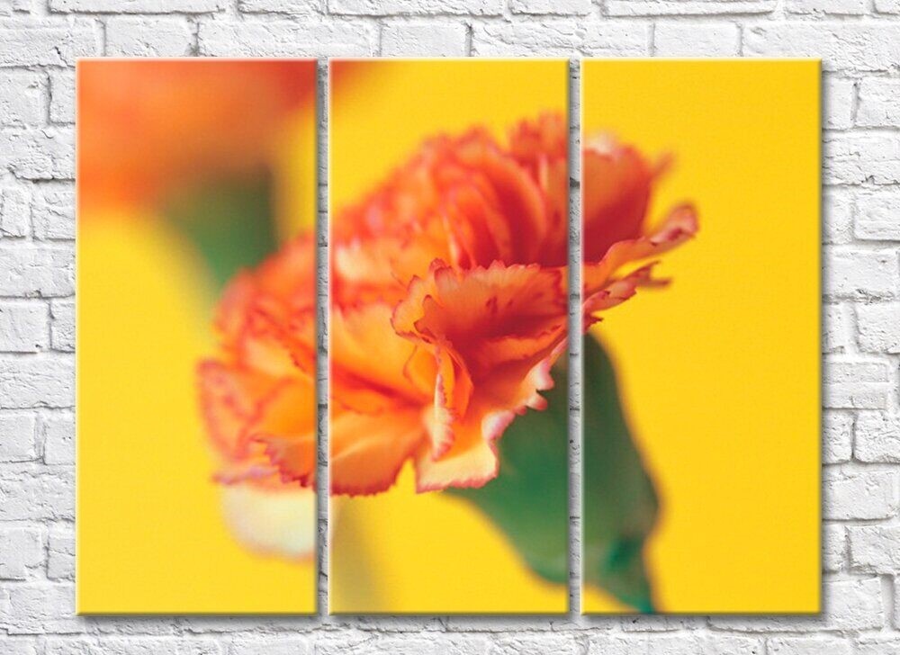 Картина Rainbow Orange carnation on yellow background (500482)