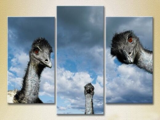 Картина Magic Color Triptych Ostriches 03 (2699011)